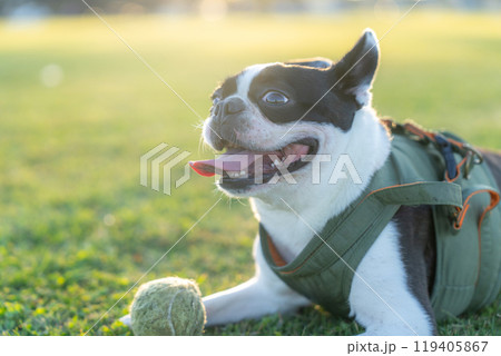 ボストンテリア 119405867