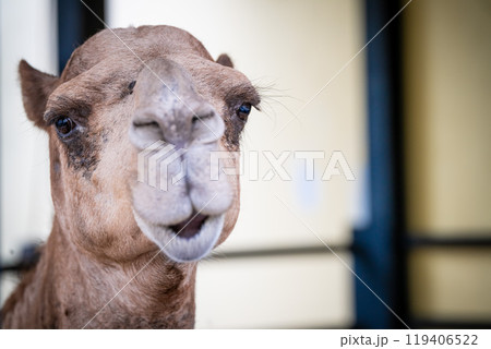 A close-up of a camel with distinctive features looking curiously in a bright indoor space during the day A close-up of a camel with distinctive features looking curiously in a bright indoor space during the day 119406522