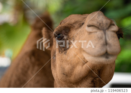 Close-up of a curious camel looking towards the camera in a lush green environment during daylight Close-up of a curious camel looking towards the camera in a lush green environment during daylight 119406523