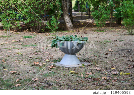 Growing cactus in a decorative bowl, landscaping Growing cactus in a decorative bowl, landscaping 119406598