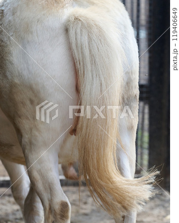 Tail of a white adult horse Tail of a white adult horse 119406649
