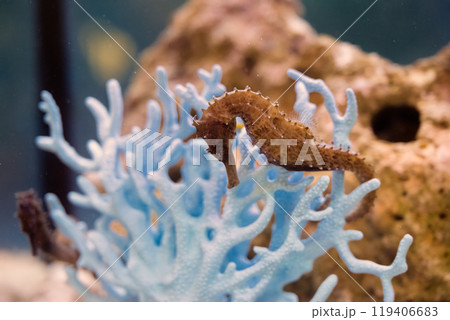 A seahorse resting on vibrant blue coral in a serene underwater habitat during daylight hours 119406683