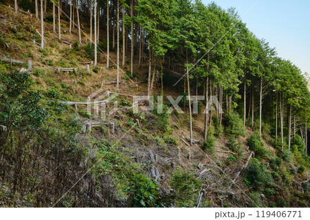 間伐整備された森 119406771