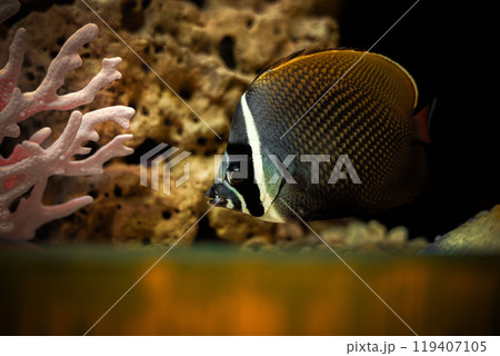 fish in aquarium fish in aquarium 119407105