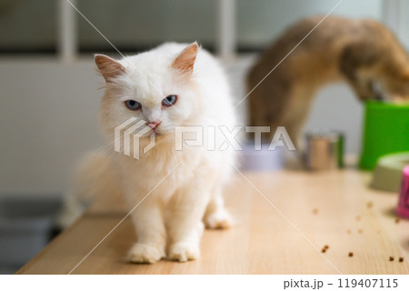 A fluffy white cat with striking blue eyes stares curiously while another cat explores a table in a cozy indoor setting 119407115