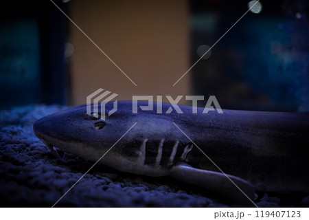 A close-up view of a shark resting on the ocean floor in a dimly lit aquarium setting during nighttime 119407123