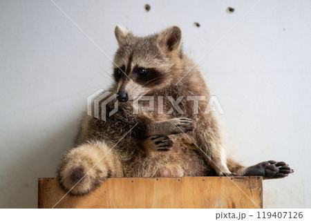 A raccoon sitting on a wooden box, grooming itself with a calm demeanor in a simple indoor setting A raccoon sitting on a wooden box, grooming itself with a calm demeanor in a simple indoor setting 119407126