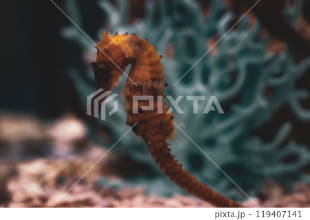 A vibrant seahorse gracefully swims near coral at an aquarium during the evening hours, showcasing its unique features and colors A vibrant seahorse gracefully swims near coral at an aquarium during the evening hours, showcasing its unique features and colors 119407141