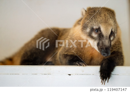 A coati relaxing on a white ledge in a cozy indoor setting during the day 119407147