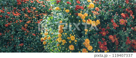 Orange and yellow chrysanthemum flowers as background banner size. Chrysanthemum bushes Orange and yellow chrysanthemum flowers as background banner size. Chrysanthemum bushes 119407337