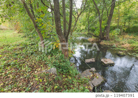 small river in the forest 119407391