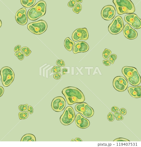 Chlorella algae cells on light green background in a seamless pattern. Watercolor seaweed clipart. Suitable for wellness product packaging, green branding, or materials on algae and nutrition Chlorella algae cells on light green background in a seamless pattern. Watercolor seaweed clipart. Suitable for wellness product packaging, green branding, or materials on algae and nutrition 119407531