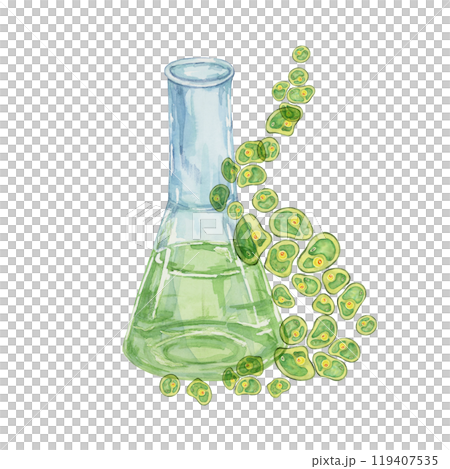A lab flask filled with green Chlorella algae cells in watercolor. Hand drawn clipart for health product branding, or eco-friendly designs related to algae supplements, wellness and nutrition 119407535