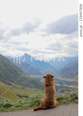 Cute dog in mountains looks into distance, view from back. contemplation of natural views Cute dog in mountains looks into distance, view from back. contemplation of natural views 119407889