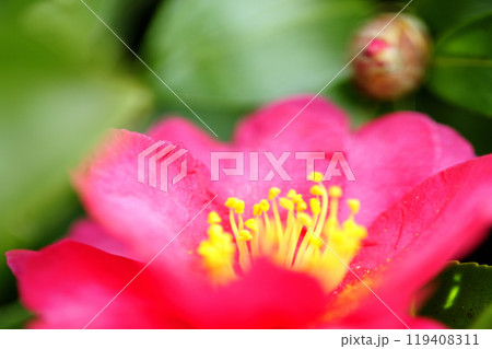 近所で見た山茶花 119408311