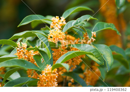 甘い香り　キンモクセイ 119408362