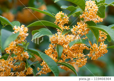 甘い香り　キンモクセイ 119408364