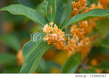 甘い香り　キンモクセイ 119408367