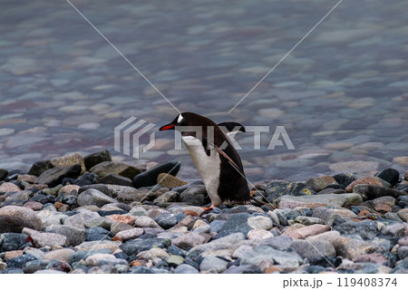 Gentoo Penguin colony on Cuverville island 119408374