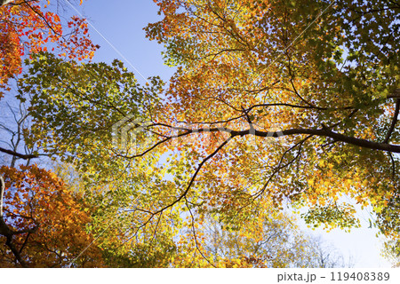 北海道の紅葉 119408389