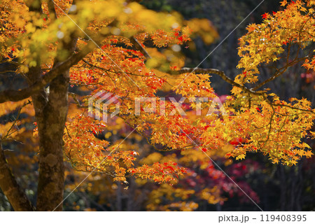 北海道の紅葉 北海道の紅葉 119408395