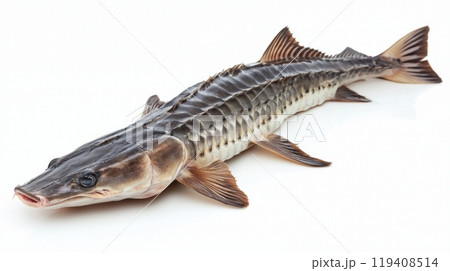 Sturgeon known for its elongated body and unique scale patterns is captured isolated on a white background highlighting its distinctive features. Sturgeon known for its elongated body and unique scale patterns is captured isolated on a white background highlighting its distinctive features. 119408514