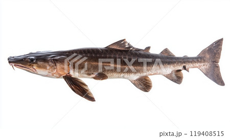 high quality image highlights a sturgeon presenting its elongated body and unique fin structure against a clean white backdrop. high quality image highlights a sturgeon presenting its elongated body and unique fin structure against a clean white backdrop. 119408515