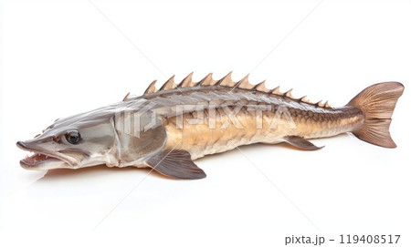 high resolution shot captures a sturgeon with its unique elongated body and prominent dorsal spines highlighting the intricate details of its scales and fins. high resolution shot captures a sturgeon with its unique elongated body and prominent dorsal spines highlighting the intricate details of its scales and fins. 119408517