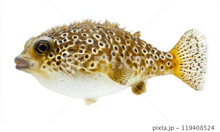 pufferfish displays its distinct patterns and features showcasing its unique body shape and vibrant colors while floating against a pristine white backdrop. 119408524