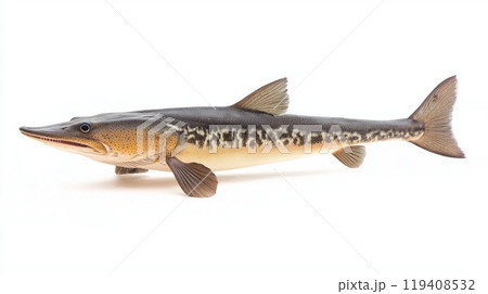 detailed representation captures the Longnose Gar with its elongated body unique coloration and prominent snout highlighting its aquatic characteristics and beauty. detailed representation captures the Longnose Gar with its elongated body unique coloration and prominent snout highlighting its aquatic characteristics and beauty. 119408532