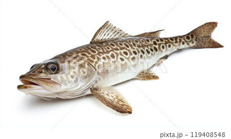 Hake fish is prominently displayed against a white background highlighting its striking markings and distinctive body shape. Captured in high resolution the details emphasize its natural features. 119408548