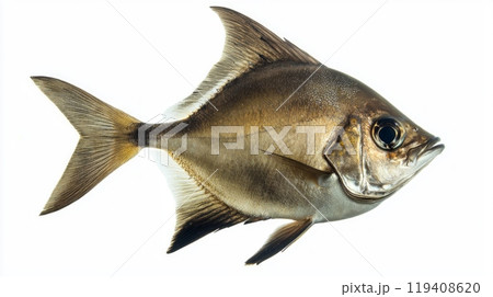 Atlantic Spadefish is displayed against a white background highlighting its distinct shape and coloration. It exemplifies the unique characteristics of this marine species. 119408620