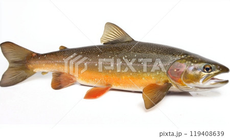 Arctic Char a unique cold water fish displays its vibrant coloration and fine details against a crisp white background perfect for educational purposes. 119408639