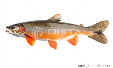 Arctic Char a distinctive freshwater fish species displays its colorful body with orange and silver hues isolated against a clean white background highlighting its beauty. 119408642