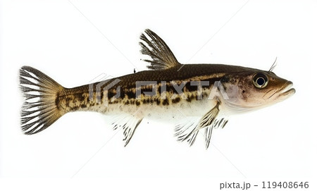 Otocinclus Catfish displays its unique markings and features while swimming. The fish is isolated against a white backdrop highlighting its distinct characteristics. 119408646