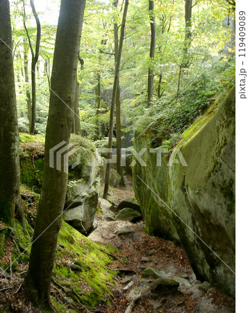 Passage between rocks with green moss and maple trees. Carpathian mountains, Dovbush rocks Passage between rocks with green moss and maple trees. Carpathian mountains, Dovbush rocks 119409089