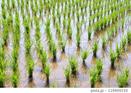 田んぼの稲　イメージ 119409150