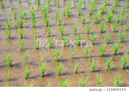 田んぼの稲 イメージ 田んぼの稲 イメージ 119409154