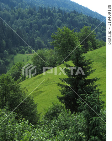Spruces and forest trees in the mountains. Green beach on the slope. 119409188