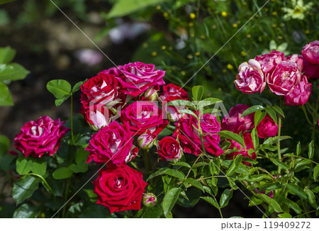 Beautiful red and white roses in the garden in a beautiful sunny day Beautiful red and white roses in the garden in a beautiful sunny day 119409272