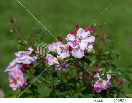 Marchenland Shrub Pink rose flowers on the background of green grass. Selective focus. 119409273