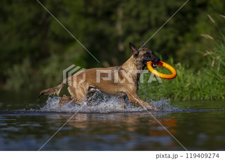 Malinois running in water with a toy ring in its mouth. Malinois running in water with a toy ring in its mouth. 119409274
