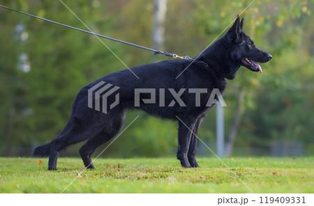 German shepherd dog on a leash in the park. Show stand German shepherd dog on a leash in the park. Show stand 119409331