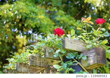 初夏のバラ園　ツル薔薇　ヘルツアス 119409361
