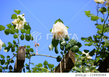 初夏のバラ園 ツル薔薇 新雪 初夏のバラ園 ツル薔薇 新雪 119409364