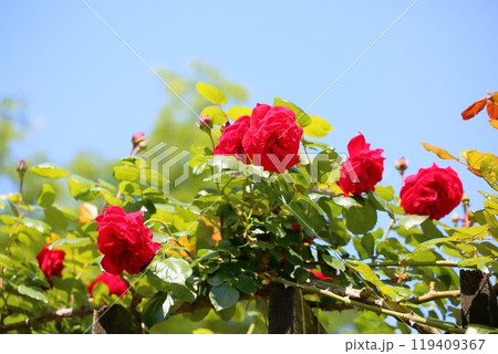 初夏のバラ園　ツル薔薇　ウルメールムンスター 119409367