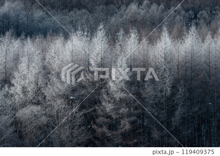 北海道の冬・森の霧氷 北海道の冬・森の霧氷 119409375