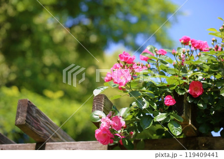 初夏のバラ園　ツル薔薇　アンジェラ 119409441