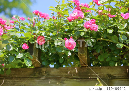初夏のバラ園　ツル薔薇　アンジェラ 119409442