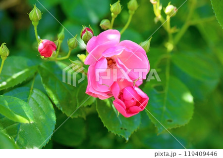 初夏のバラ園　ツル薔薇　アンジェラ 119409446
